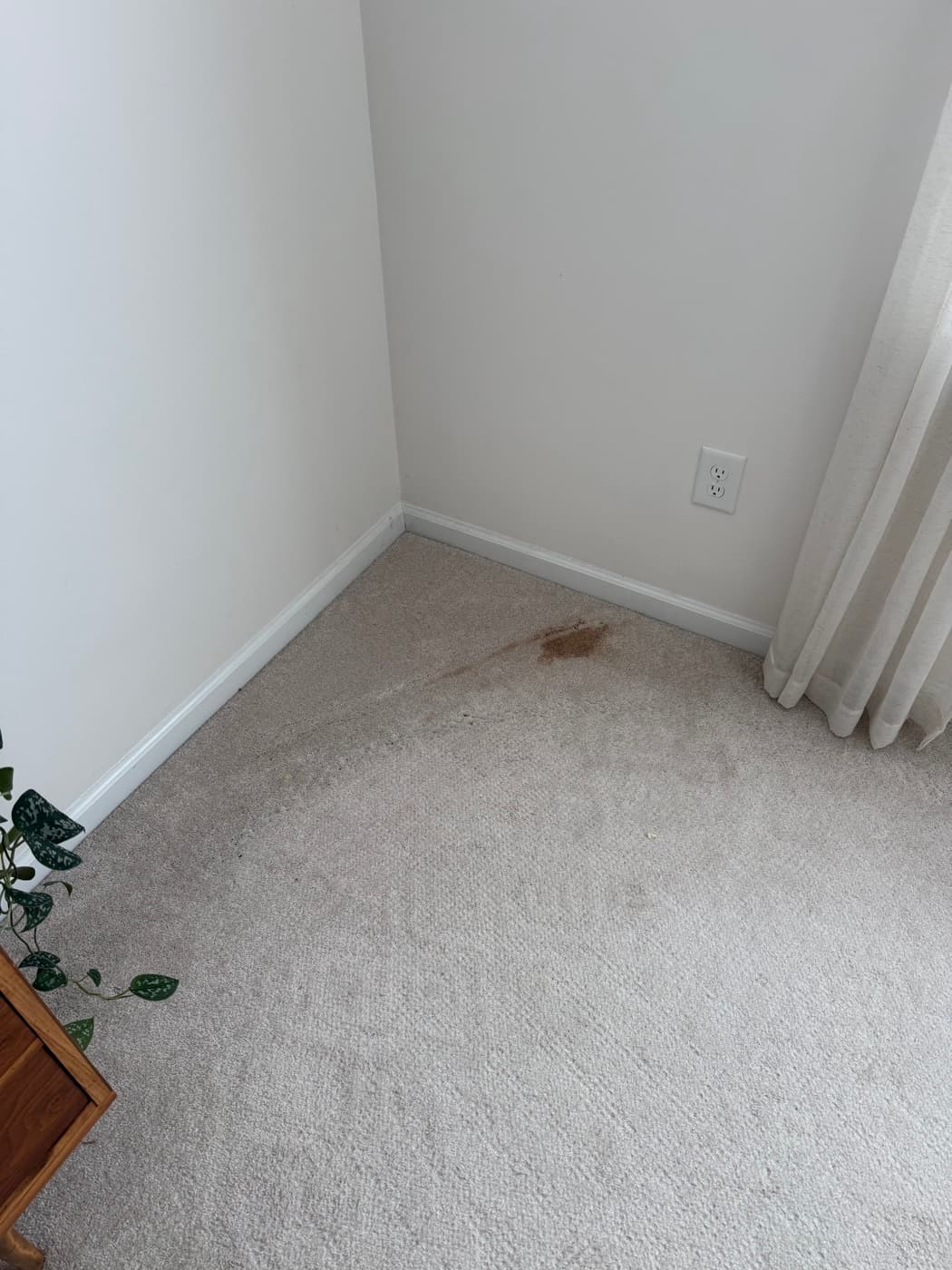 A carpet corner with marks along the skirting board, before cleaning